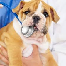 global canine atopic dermatitis treatment market